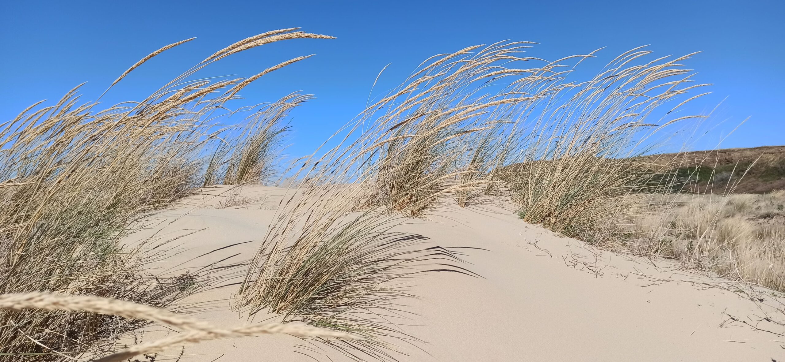 Dune di sabbia a Punta Penna vicino al b&b vegan Bel campà