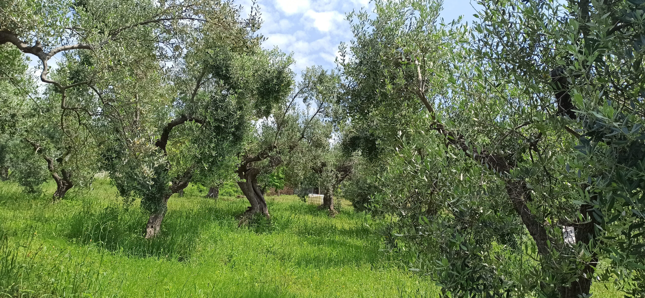 Oliveto del B&B vegan Bel Campà in Abruzzo dedicato ai personaggi manga e anime